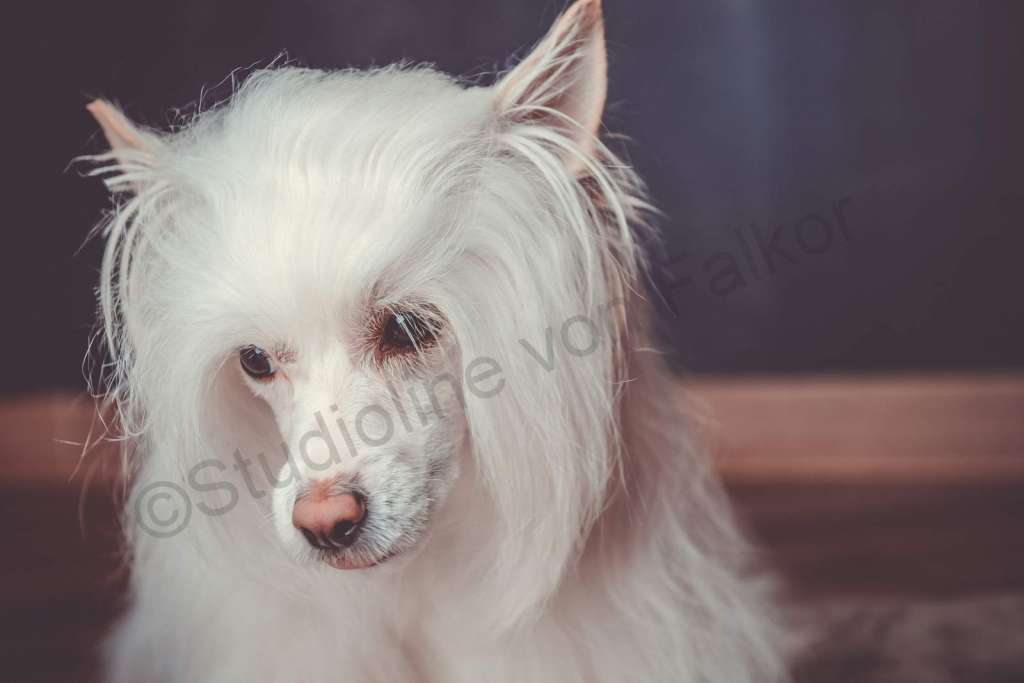 Barron Berry von Falkor