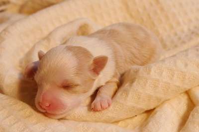 Bella Cosmea von Falkor