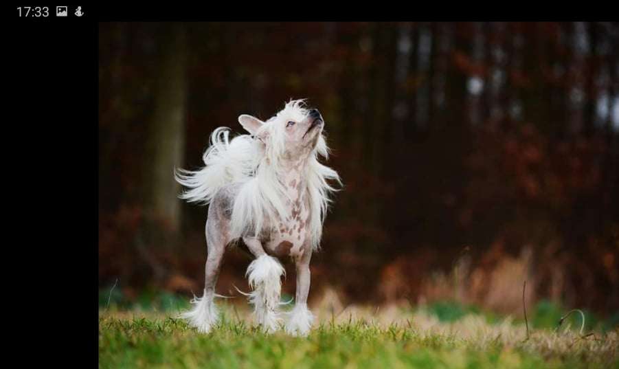 Quino Little Charmings