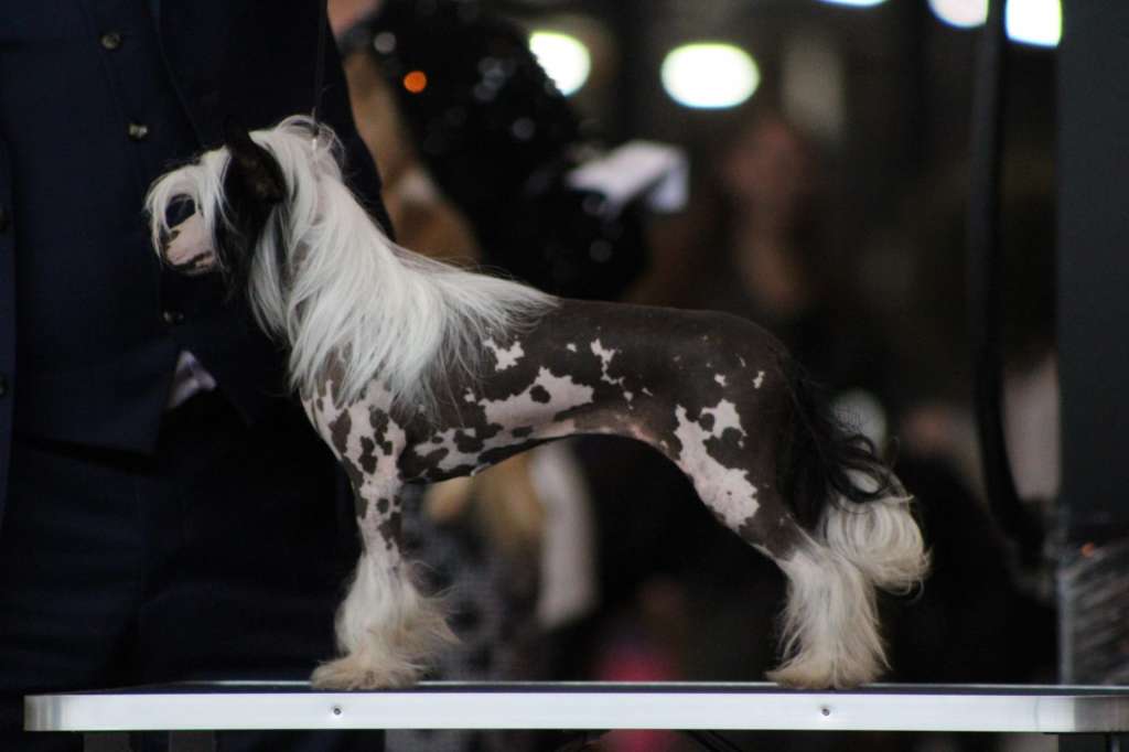 Little Dog Of Dream Poupée