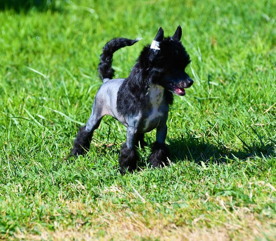 Little Dog Of Dream Pepita