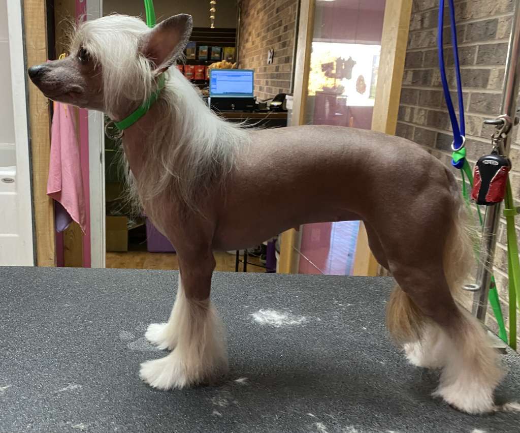 Renagades Rise to fame