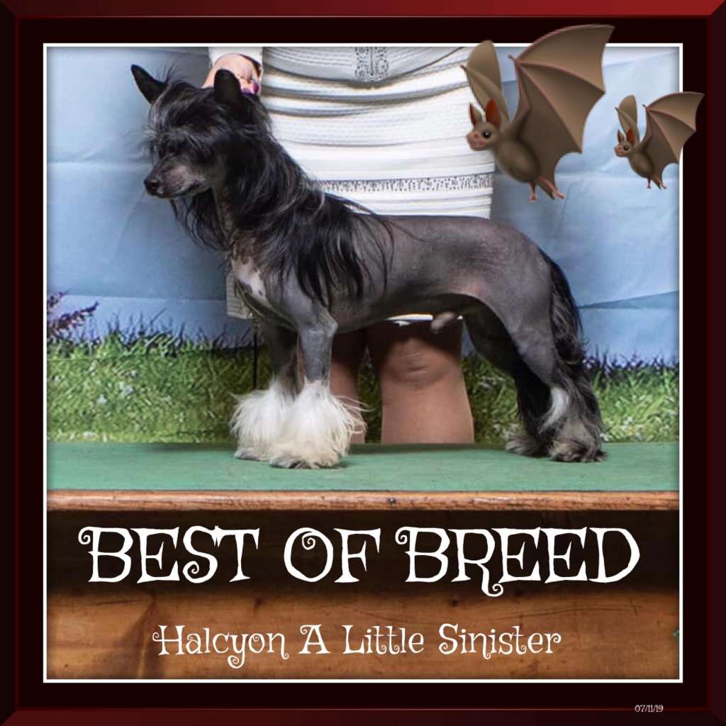 Halcyon A Little Sinister