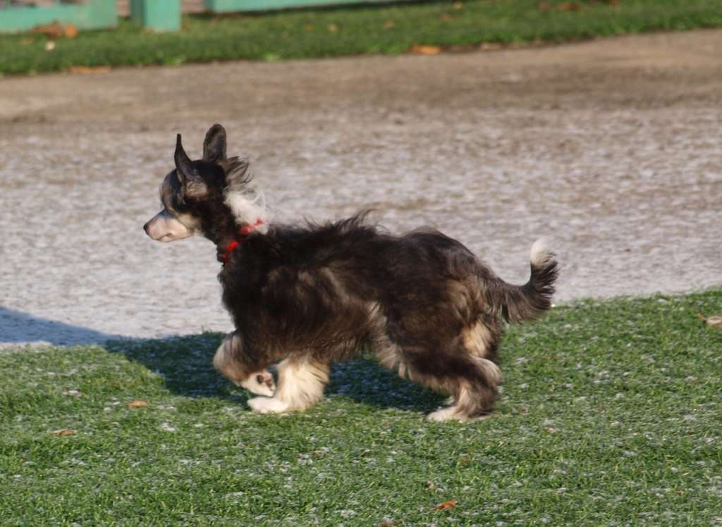 Anna Sky Kennel Rosalinda