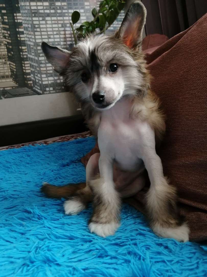 Anna Sky Kennel Rumba