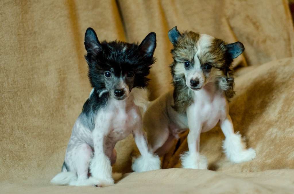 Anna Sky Kennel Samba Esta Loca