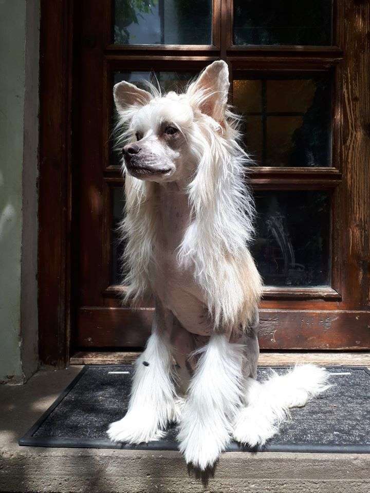 Fundoklia-völgyi Kaszanics Cinnamon