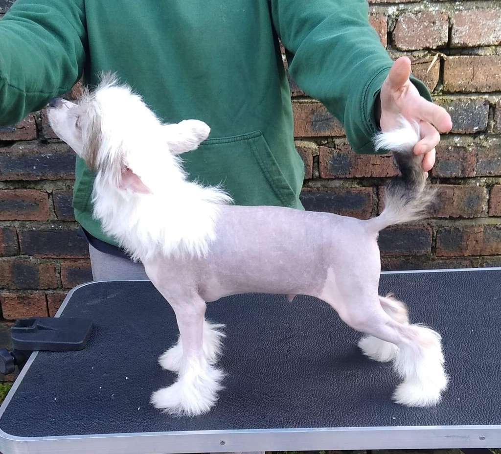 Parcauwen Heavenly Blue