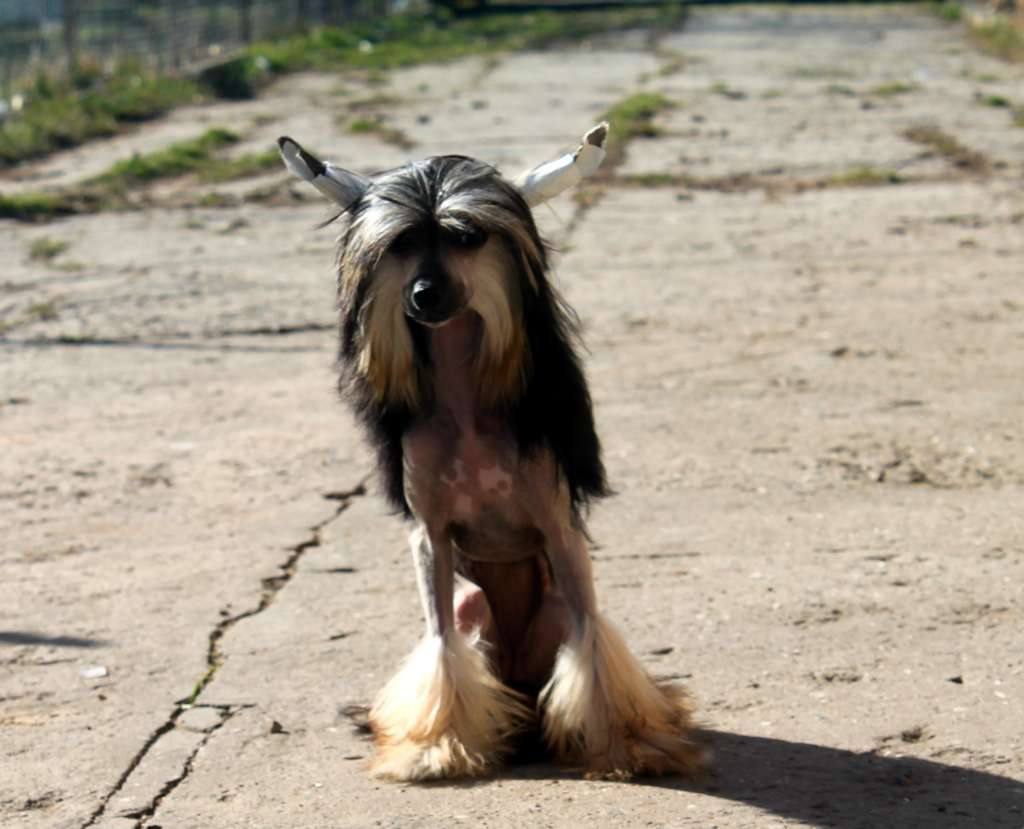 Black Rose Molosos Gratzi