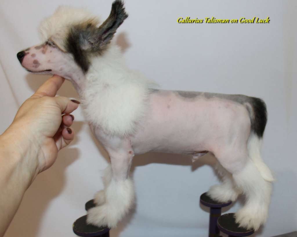 Gallurius Talisman on Good Luck