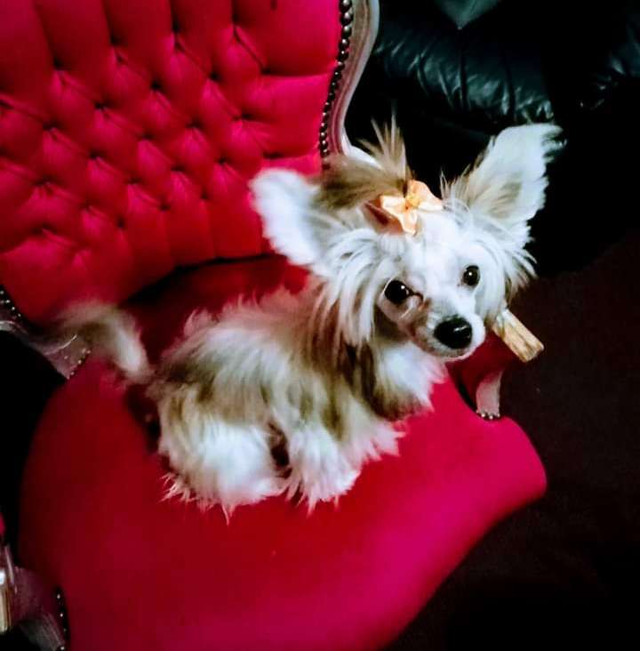 Parcauwen Dream Along