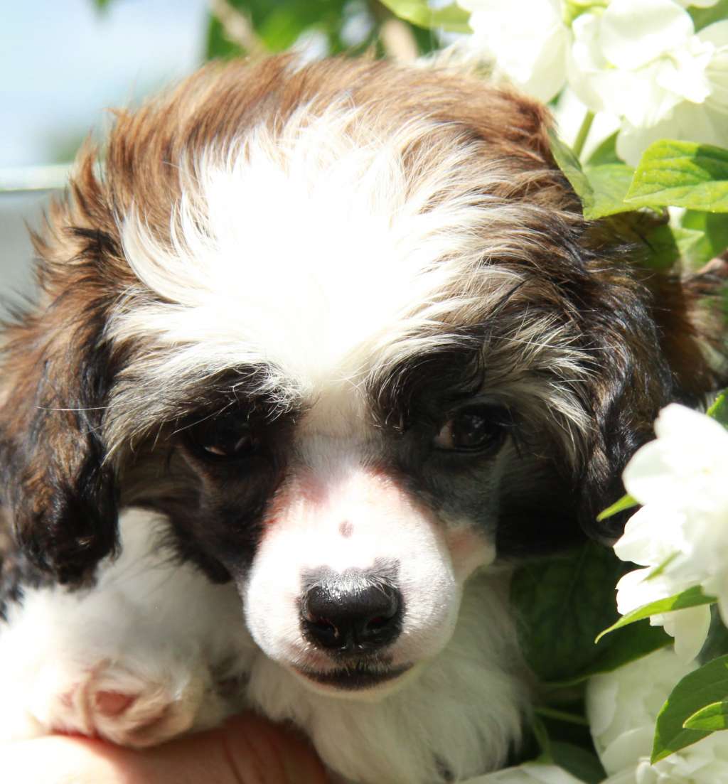 Show Galaktika Valensia