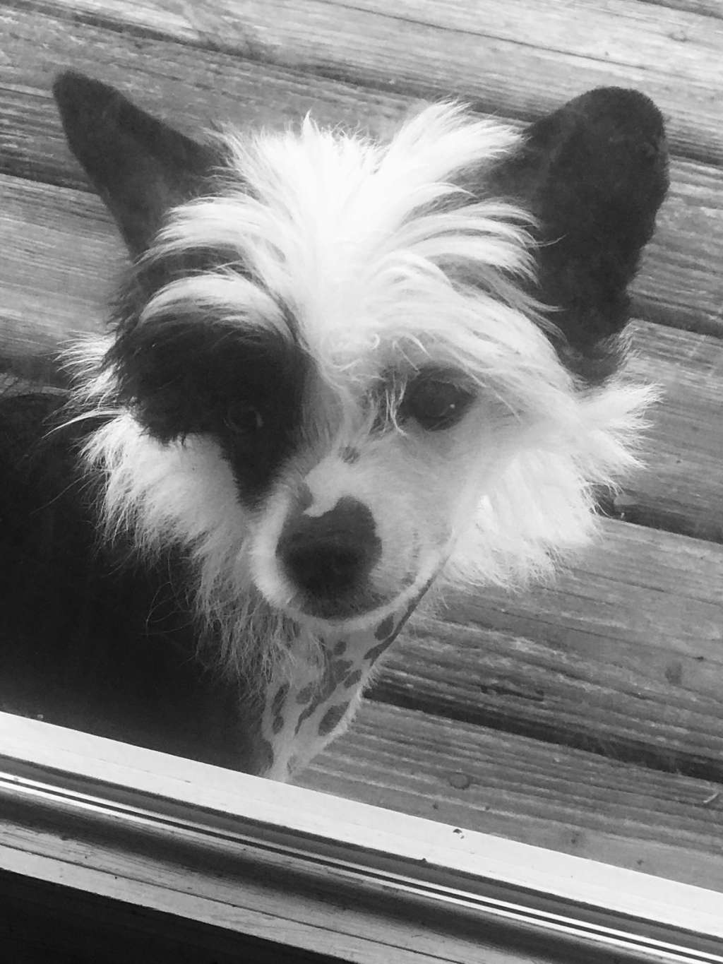 Fatal Attraction By Jove