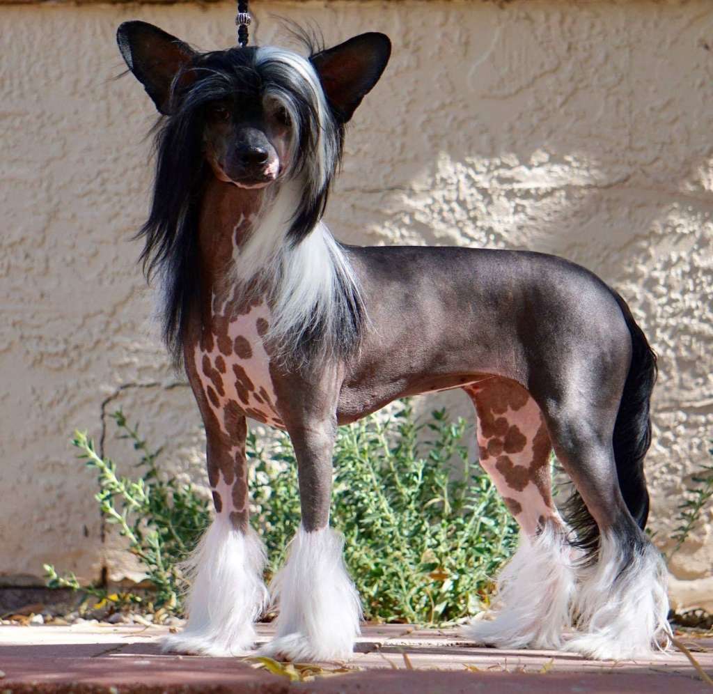 Pinevalley Pinned Ya Again