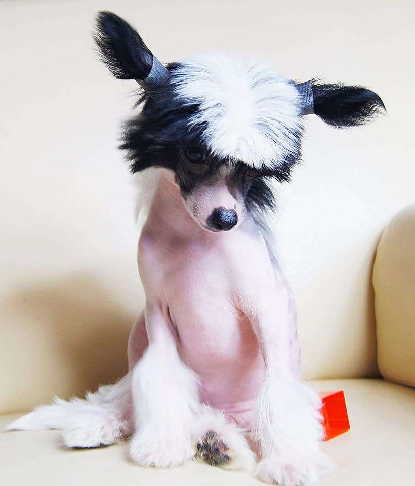 Elsa Snow Queen Aspera Astrum