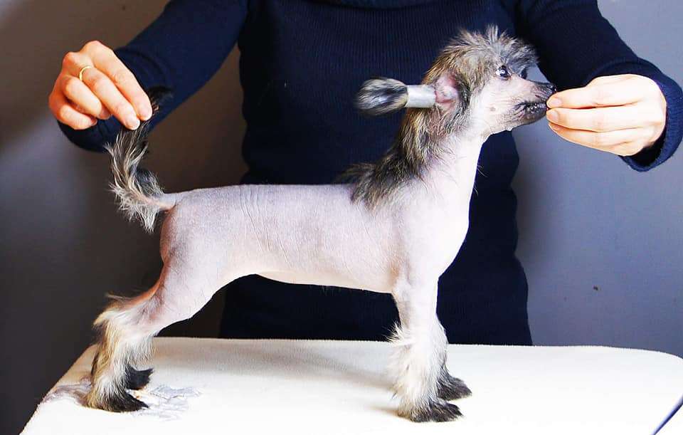 Evanill Aspera Astrum