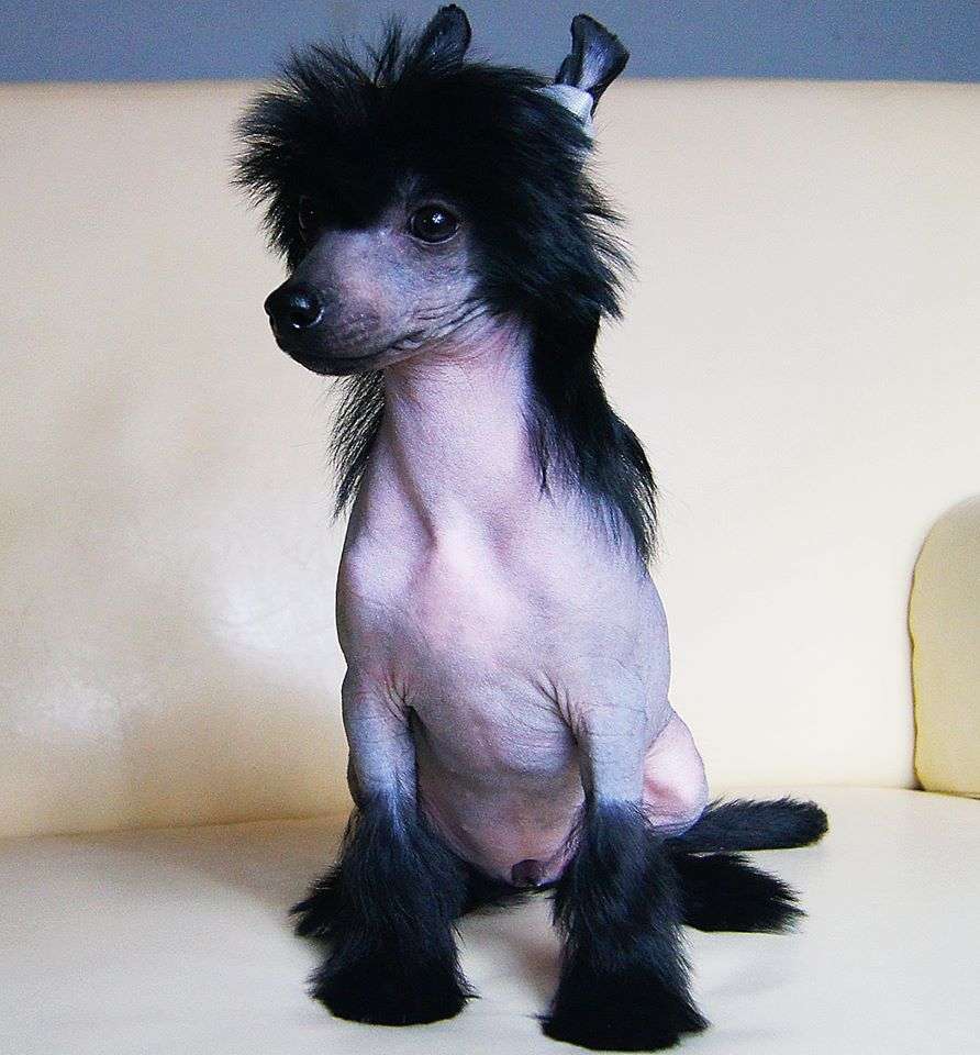 Evellin Aspera Astrum