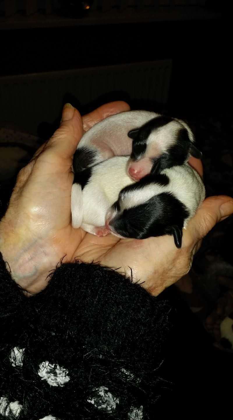 Rominjay mythical vogue