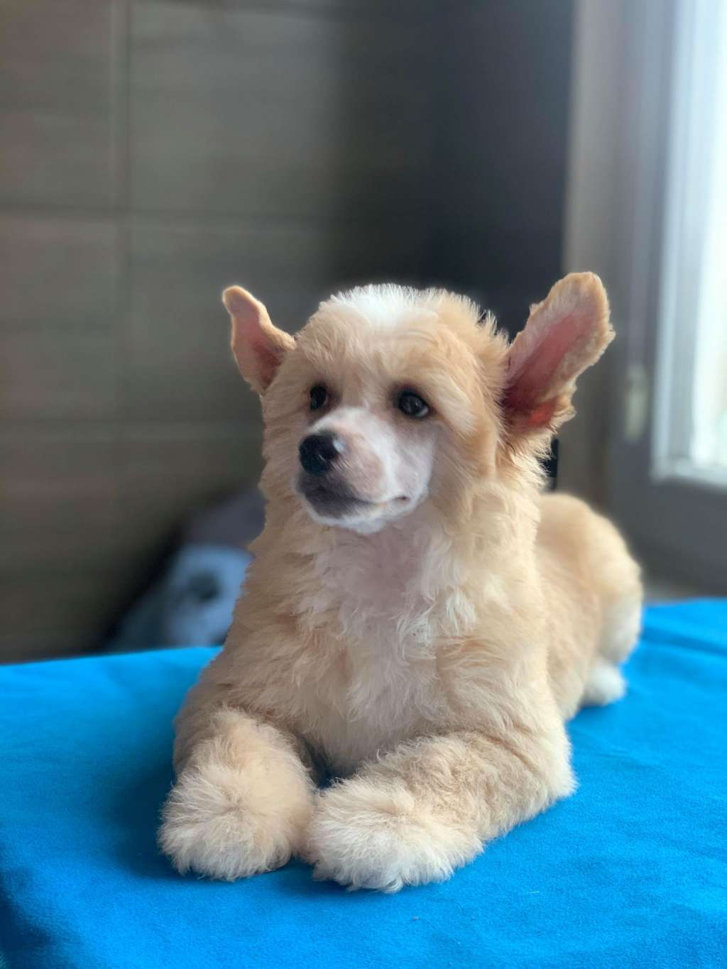 AkDeniz Creme Brulee