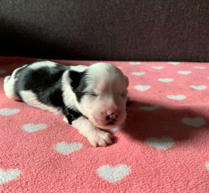 Heavy Z Valdorfskych lesu