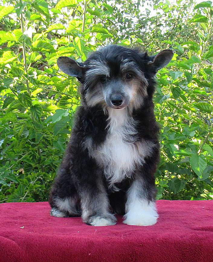 Naimuluna Line Cumir (puff)