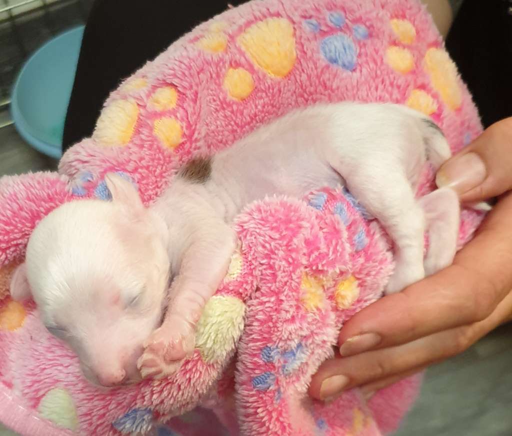 Eternal Beauty To Be My Dream