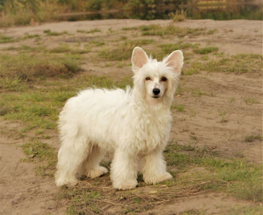 Miniatura Club Ideya