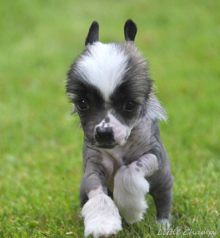 Paradise Little Champs