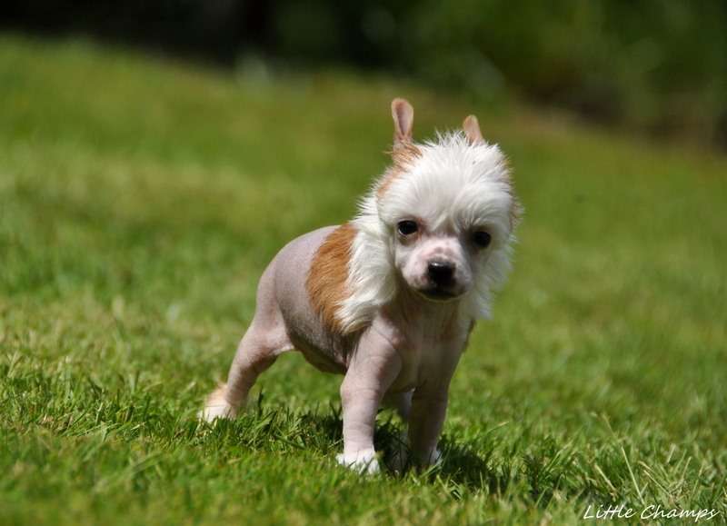 Passoa Cola Little Champs