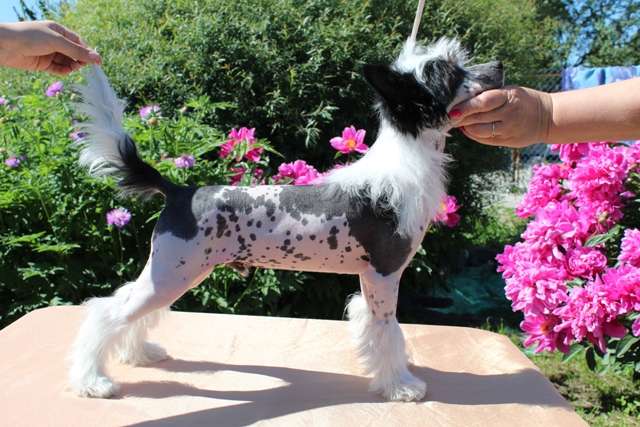 Lina'S Beauty Porsche Center Of  My Life