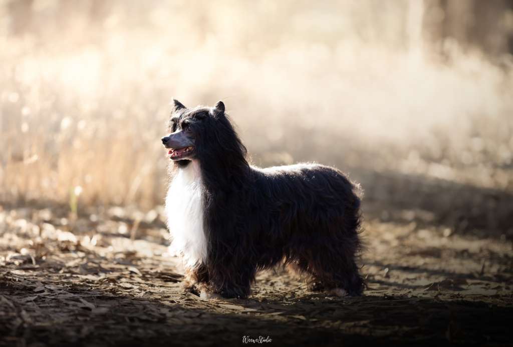 Darkness De Lybóriu's Legacy