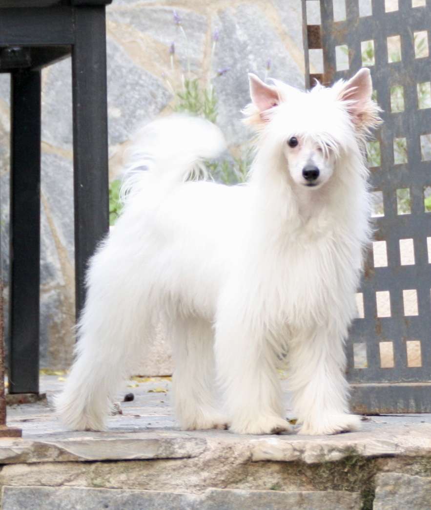 Chic To Chic Game Of Throns