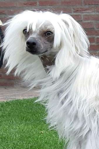 Cat's China Dogs Oriental Lois