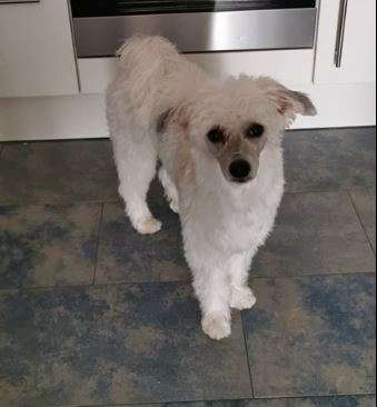 Cat's China Dogs Oriental Spirit