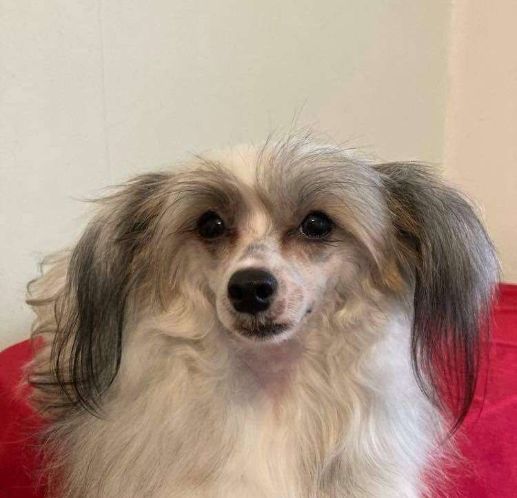 Apple Lollipop Of CayoCarpo