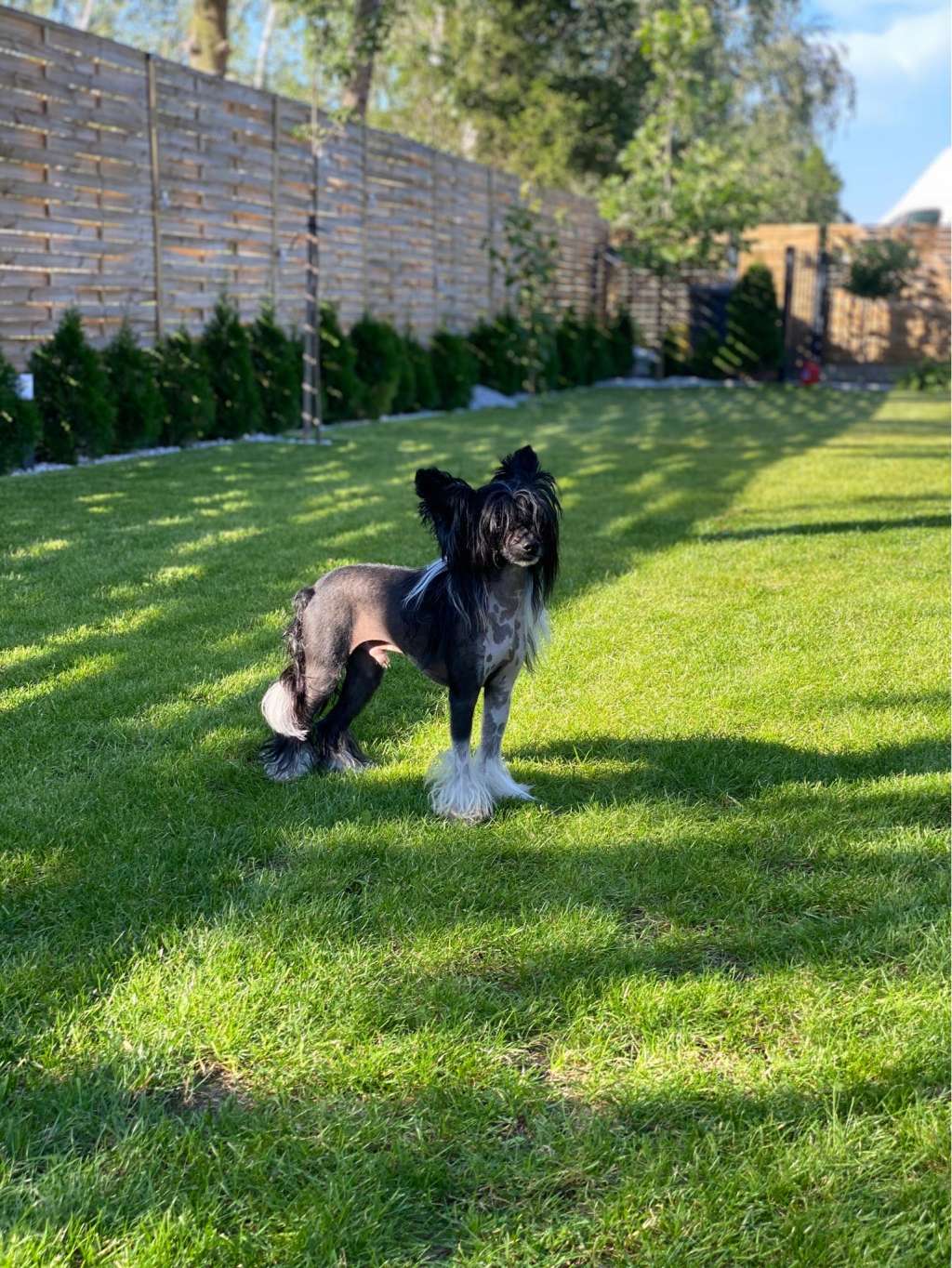 Vanko Exotic World FCI