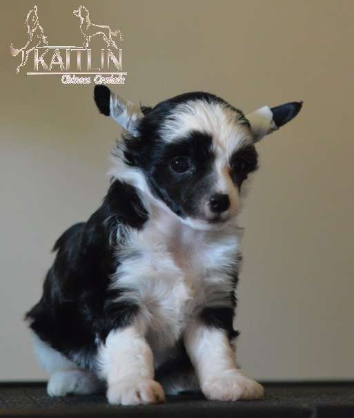 Kaitlin Wild Glitter Chase