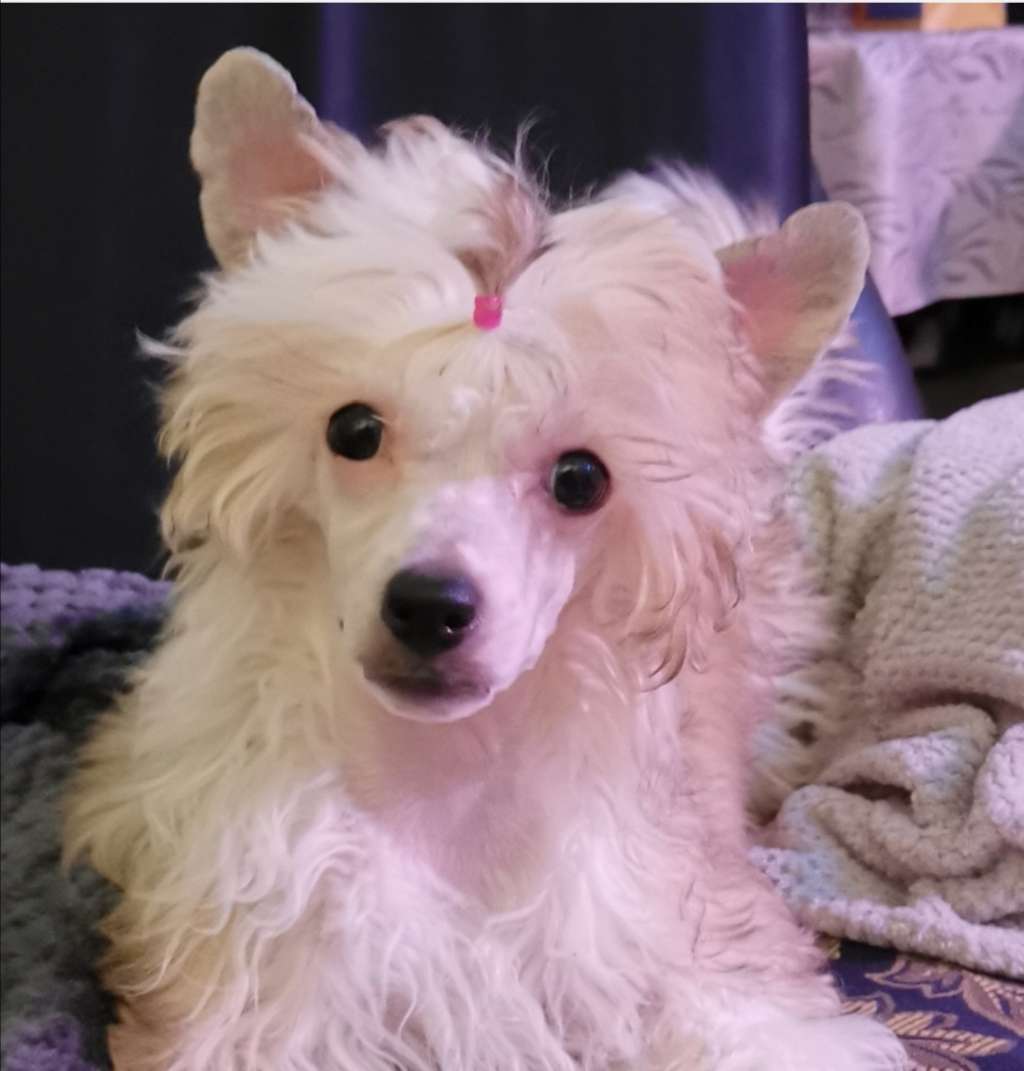 Kaitlin Wild Shimmer Ray