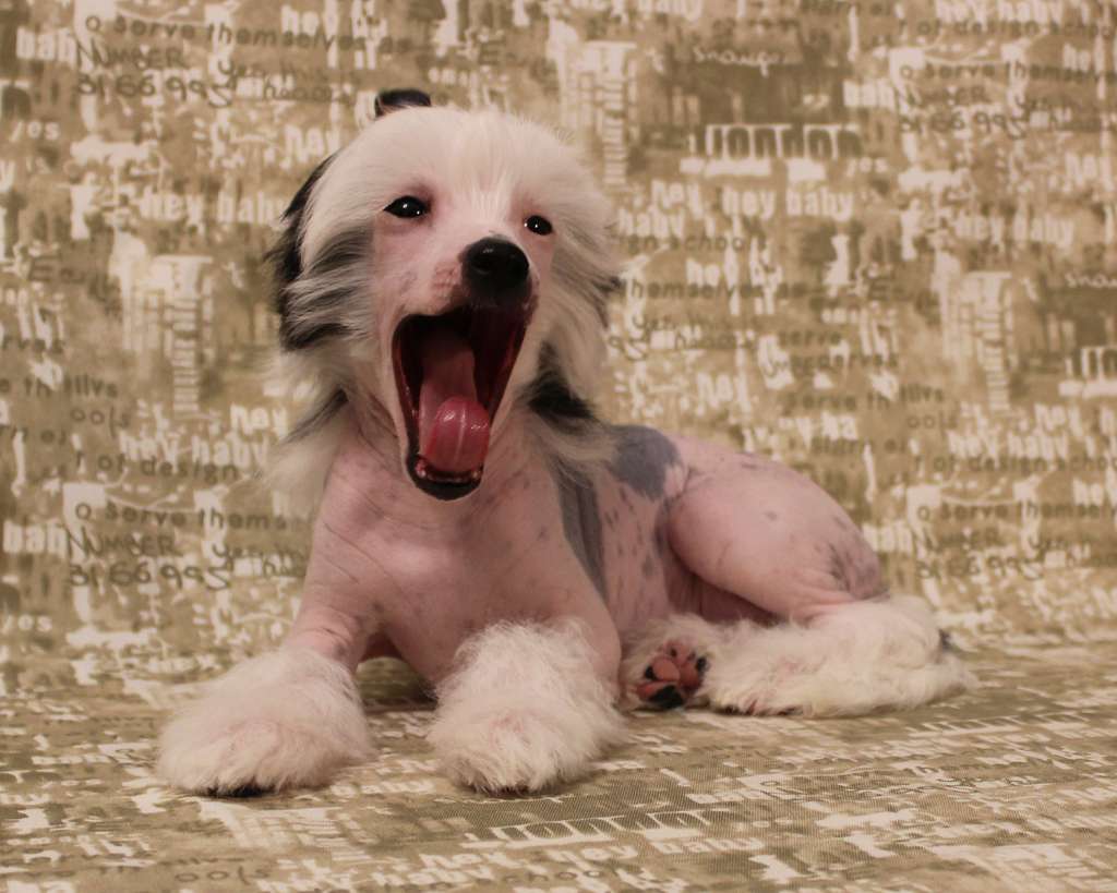 Lorita Star Ogon' Lyubvi