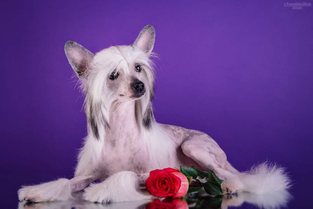 Lorita Star Organza Volshebnoe Kruzhevo