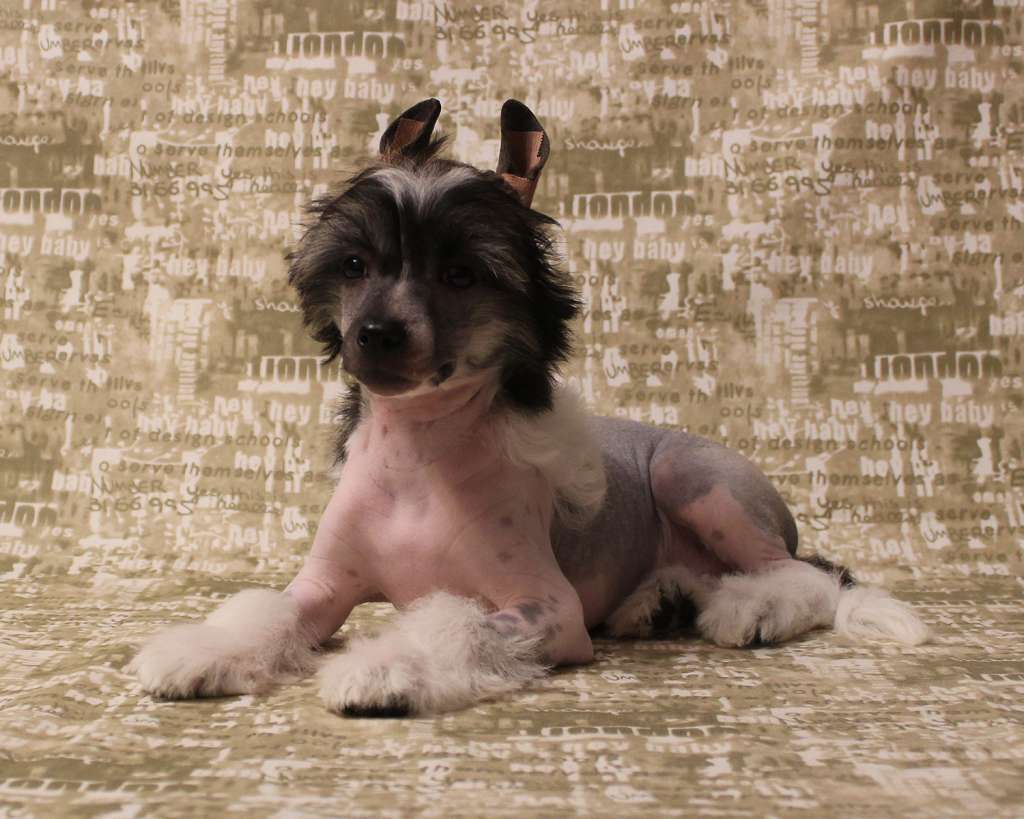 Lorita Star Ocharovatel'naya Ledi