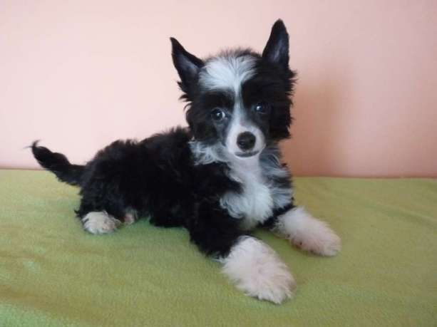 Fundoklia-völgyi Kaszanics Carrie