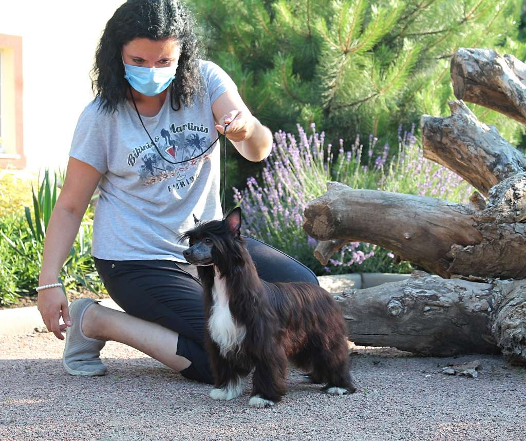 Ch. Storm Molosos Gratzi