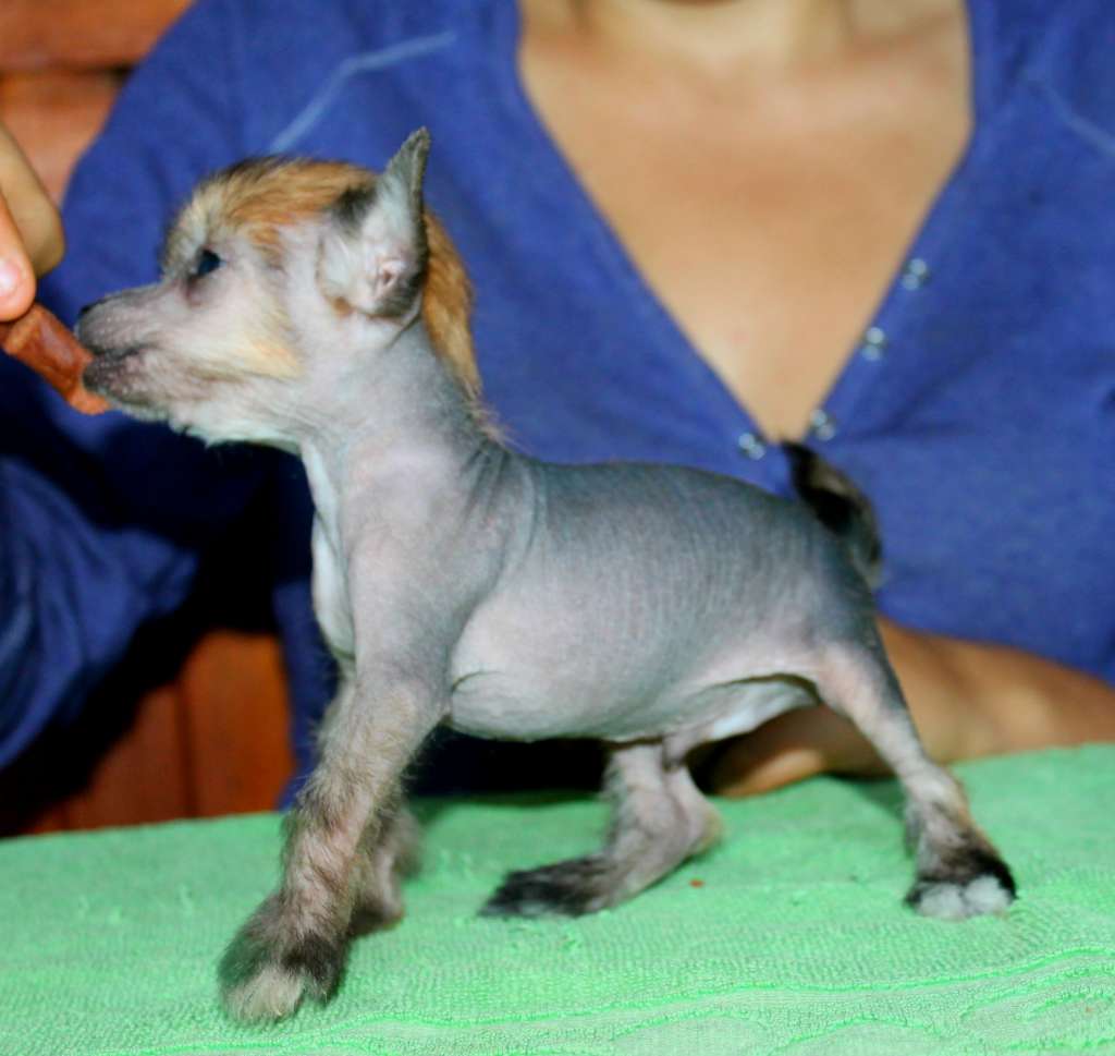 Sohreb Molosos Gratzi