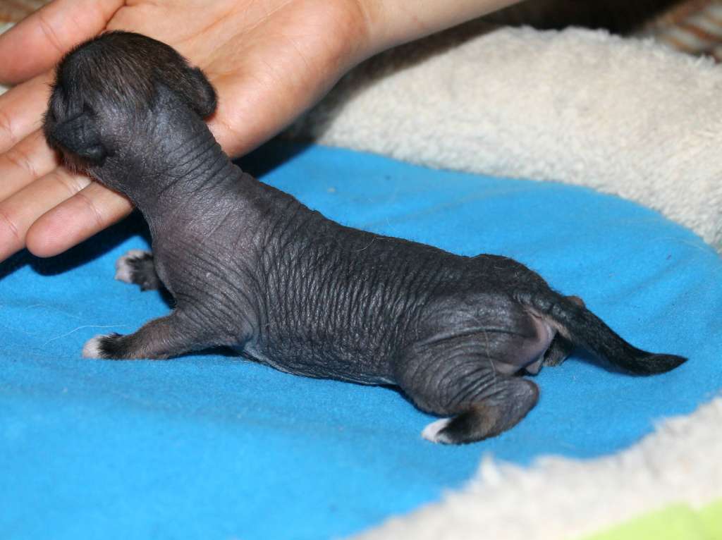 Sarey Molosos Gratzi