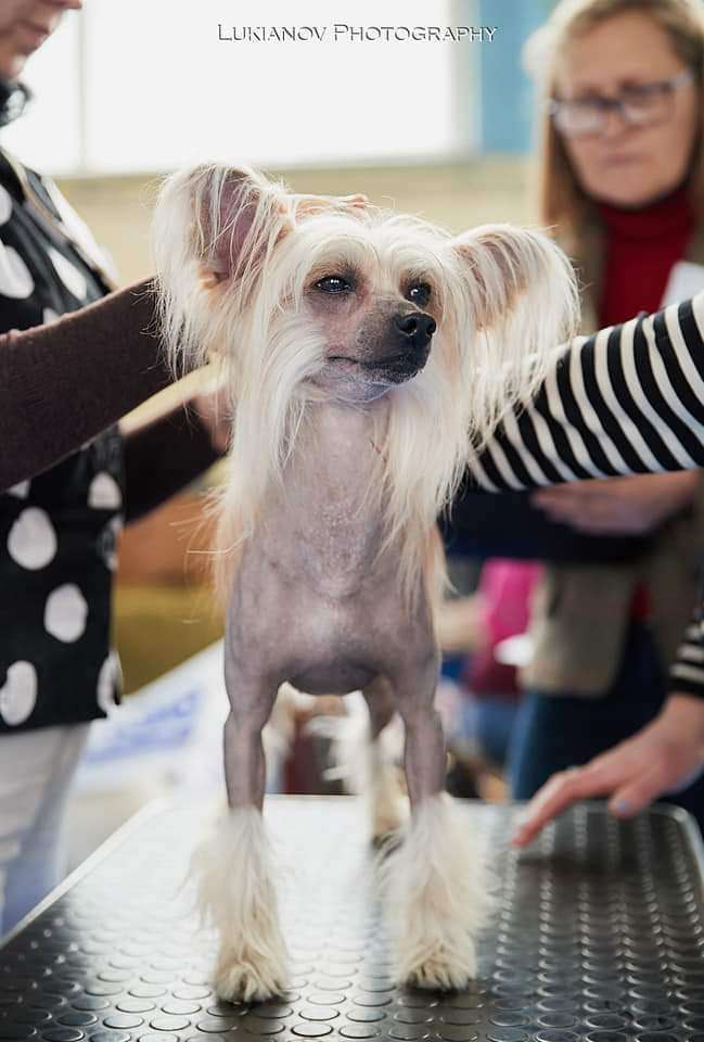 Ch.Next Nabab Molosos Gratzi