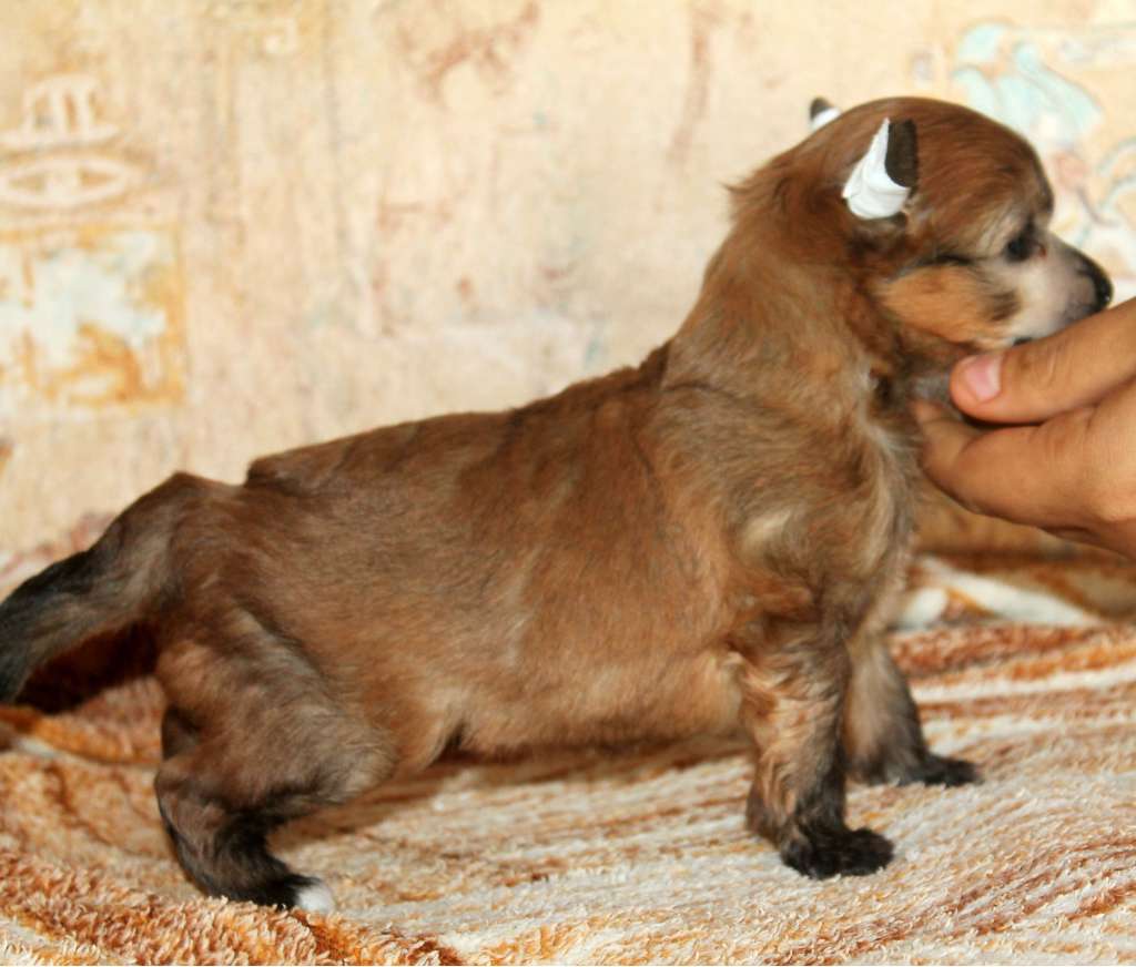 Nuray Molosos Gratzi