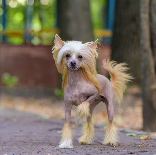 Rolana Family Yutta Larsen