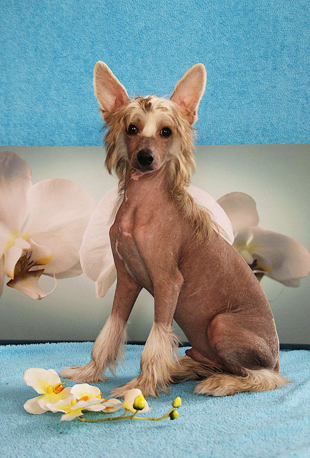 Herzbube Hibiskus von Natelberg