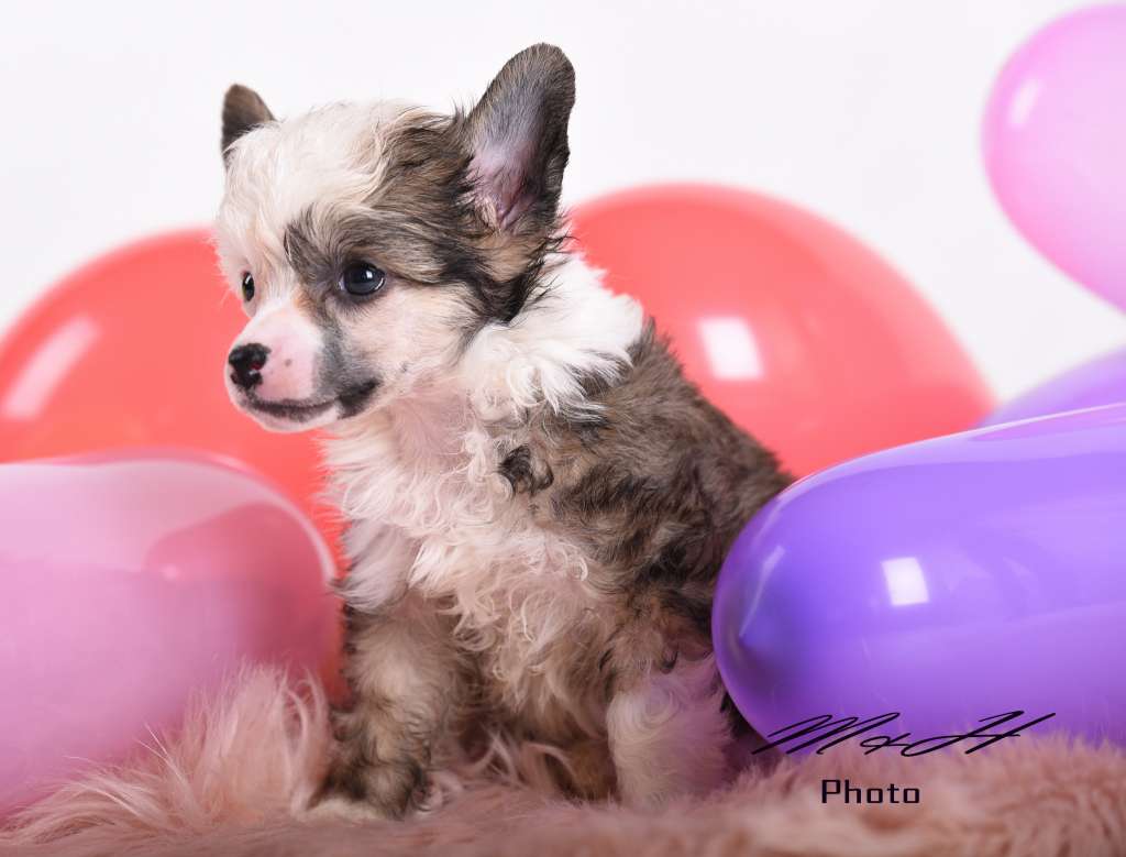 Iris Spirit of Life von Natelberg